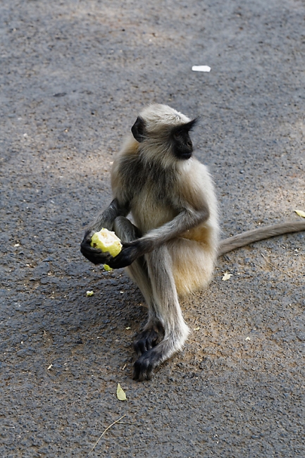 Grottes d'Ellora-Divers-006